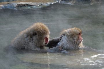 Naklejka premium 地獄谷のお猿たち