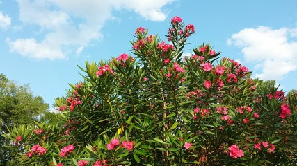 Oleander flowers in Florida nature