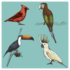 hand drawn vector realistic bird, sketch graphic style,