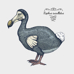 hand drawn vector realistic bird, sketch graphic style, © artbalitskiy