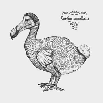 760 Best Dodo Bird Images Stock Photos Vectors Adobe Stock 760 Best Dodo Bird Images Stock Photos Vectors Adobe Stock