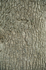 Bark of tree pine closeup
