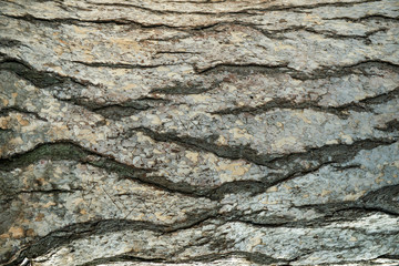 Bark of tree cedar closeup