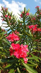 Oleander flowers on blue sky background in Florida nature