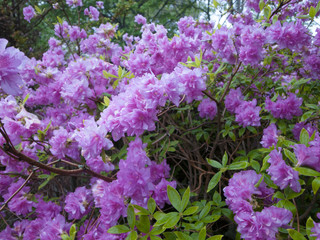 庭の花々
