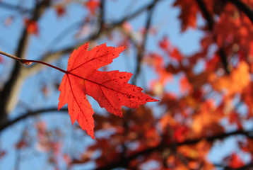 foliage 