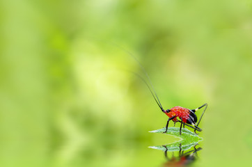 Red bug on a green leaf with green background reflected in water