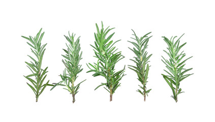 rosemary isolated on white background