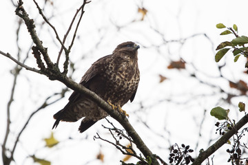 Common Buzzard, Buzzards, Buteo buteo