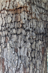Tree with bark damage from boring insects
