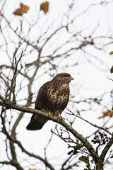 Common Buzzard, Buzzards, Buteo buteo