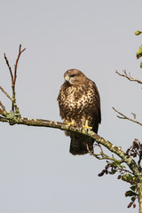 Common Buzzard, Buzzard in rain with rainbow in the background.