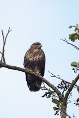 Common Buzzard, Buzzards, Buteo buteo