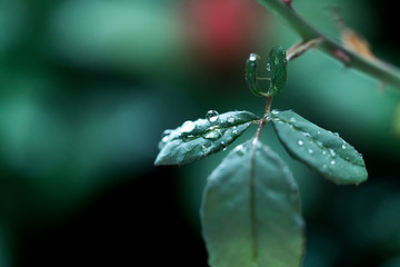 raindrop, leaf, macro - 127879715