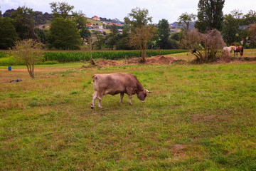 Cow grazing in the countryside