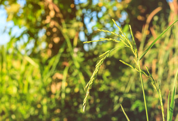 rice in morning with rice farm background