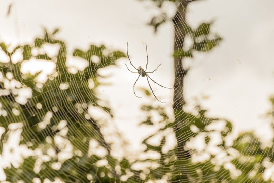 Spider on a spider web