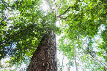Fototapeta premium .green forest