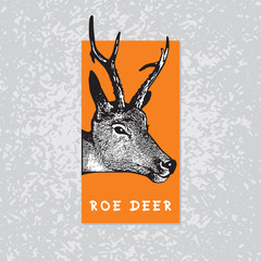 Vector image of Roe Deer. Graphic logo in engraving style. 
Illustration for the hunt theme or zoo.