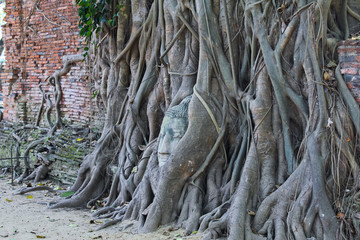 Buddha is caught up in a branch / Buddha is caught up in a branch in Thailand 