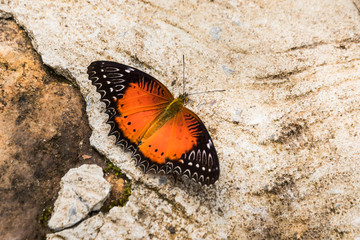 butterfly sitting on ground