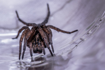 Close up on large spider walk in glass
