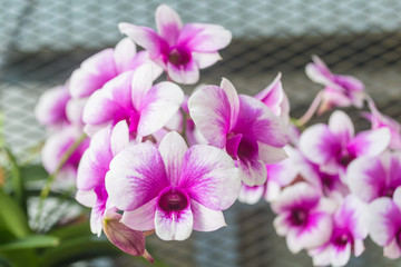 Bright beautiful white and purple orchid flowers.