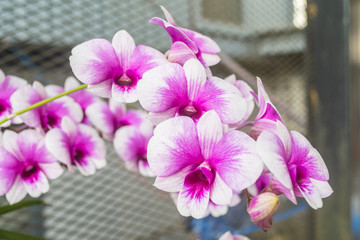 Bright beautiful white and purple orchid flowers.