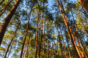 Pine trees standing against blue sky with sunset light.