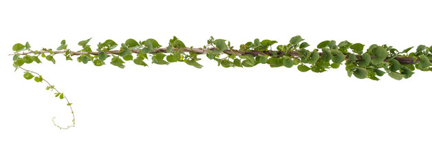 Vine plant, Nature Ivy leaves plant isolated on white background