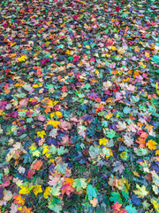 Fototapeta na wymiar Colorful Leaves 