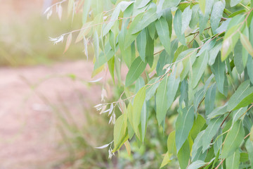 Eucalyptus leaves. branch eucalyptus tree nature background