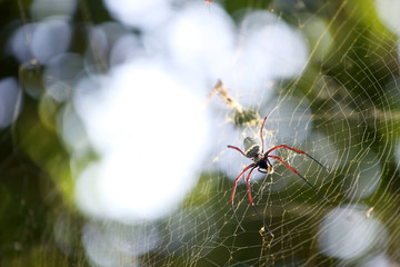 spider building spider web with bokeh background.