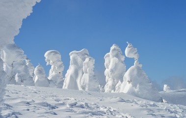 山形蔵王の樹氷群