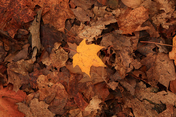 Orange Maple Leaf