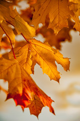 Autumn sketches from the yellow leaves of different trees