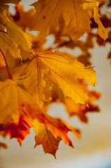 Autumn sketches from the yellow leaves of different trees