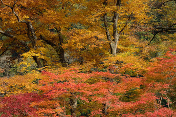 紅葉