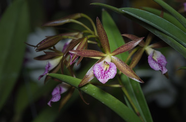 beautiful pink Dendrobium orchid flower