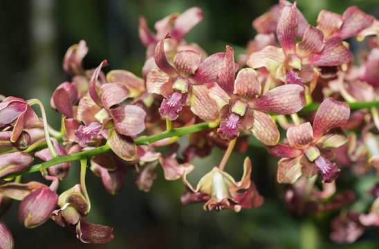 Red Rhynchostylis orchid flower