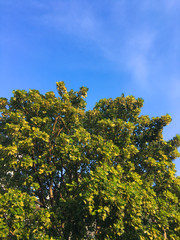 Fototapeta premium Tree with blue sky