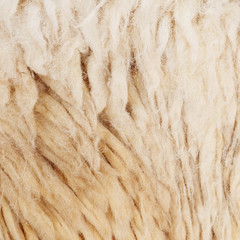 Sheep wool texture background.