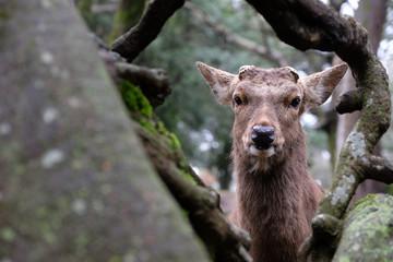 Fototapeta premium 日本鹿
