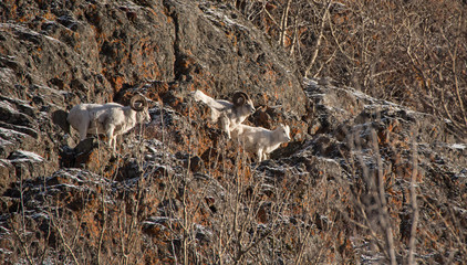 Fototapeta premium Dall Sheep