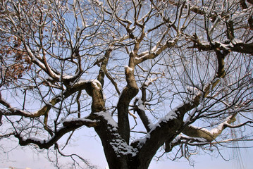 branched tree without leaves and snow