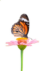 Butterflies and flowers on a white background.
