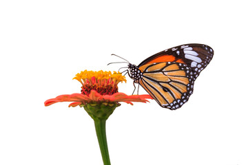 Butterflies and flowers on a white background.