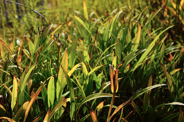 Sunlight reflection of the grass
