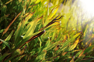 Sunlight reflection of the grass