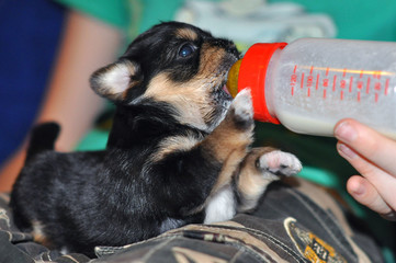 The newborn puppy sucks milk from a small bottle.